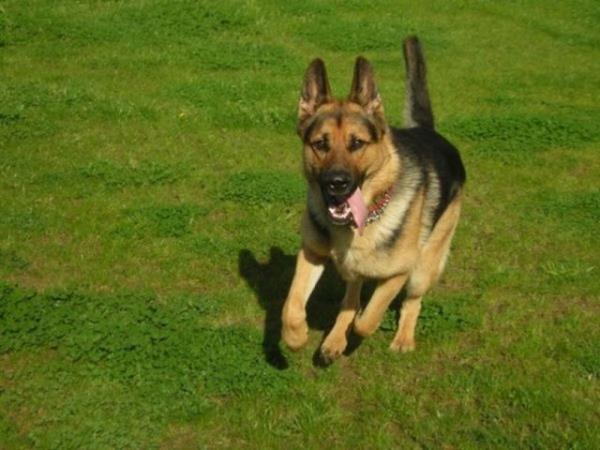 Vasiyet etsem, kpeimin yatt kpek mezarlna gmlebilir miyim?