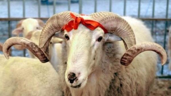 <br><b>Kurban Bayram</b></br>  24-25-26-27 Eyll: 4 gn tatil