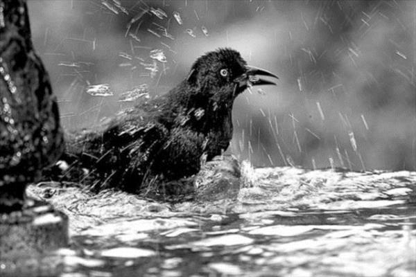 <p><b>Kular gerekten slanmaz m? </b></p>  Kular gagalarnda rettikleri ya alarak tylerine srer. Bu da suyun ya geerek tylere ulamasn engeller. Yani ku tyleri suya dayankldr.