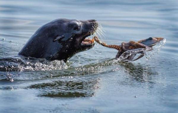 Hayvanlar aleminin en acmasz avclarnn inanlmaz fotoraflar...