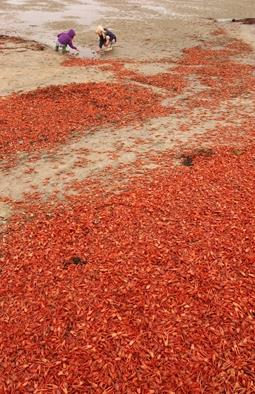 San Diego'ya El Nino'nun getirdii krmz yengeler!