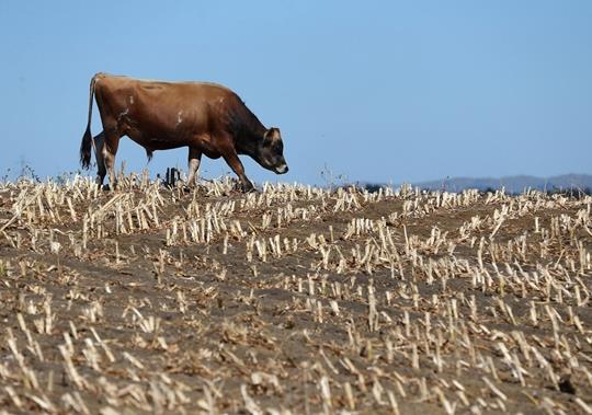 Yeni Zelanda'da kuraklk