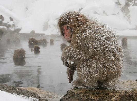 Japonya'da kar ya sonras bir makak maymunu