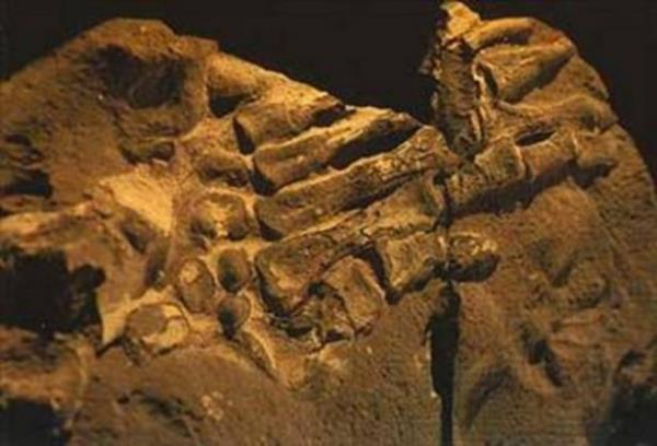 Kolombiya, Bogota yaknlarnda bulunmu bir insan eli fosili. Fosilletii kayann ya 100 - 130 milyon yldr. Yani, fosilde o kadar sene nce meydana gelmitir.