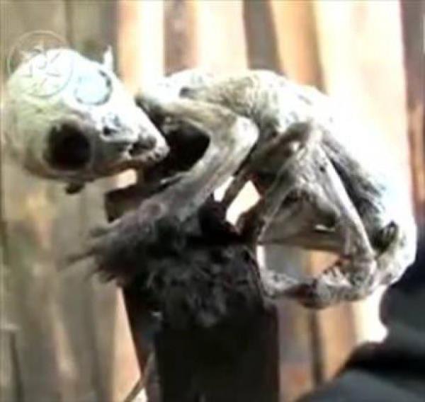 Bilimadamlar, yaratn zeki bir varlk olduunu sylemiti. Yaynlanan raporda, yaratn bulunduu blgenin UFO'lar tarafndan sk sk ziyaret edildii ve ekin emberlerinin de ok olduu belirtildi. Bu bebek uzaylnn, dnya d varlklar tarafndan bilerek brakld da ima edildi.