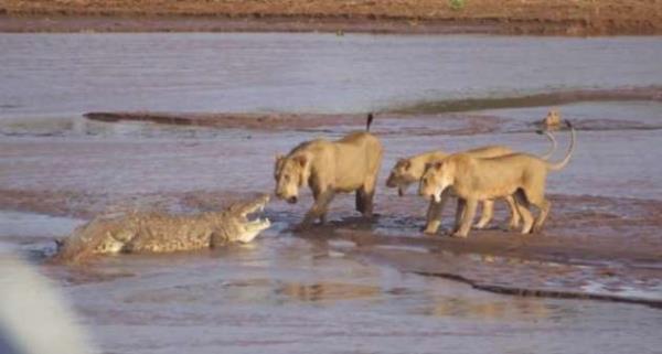 Timsah tek bana uzun bir sre aslanlara direndi.