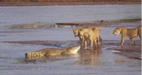 Sava aslanlar kazand. Bu inanlmaz grntleri ise, Kai Bank adl turist tesadfen ekti.