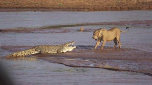 Kenya'da lm bir filin eti iin  aslan ve bir timsah amansz bir mcadeleye tututu.