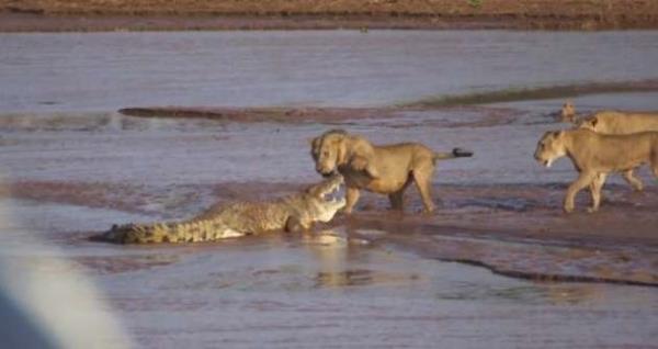 Yrtc hayvanlarn kapmas nefeseri kesti.