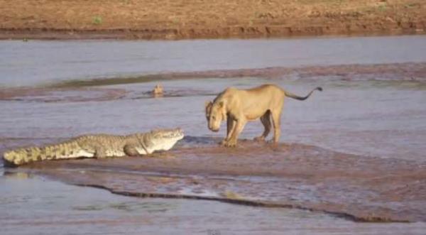  aslan ve bir timsah amansz bir mcadeleye tututu. Fil eti iin verilen sava srprizle sonuland.
