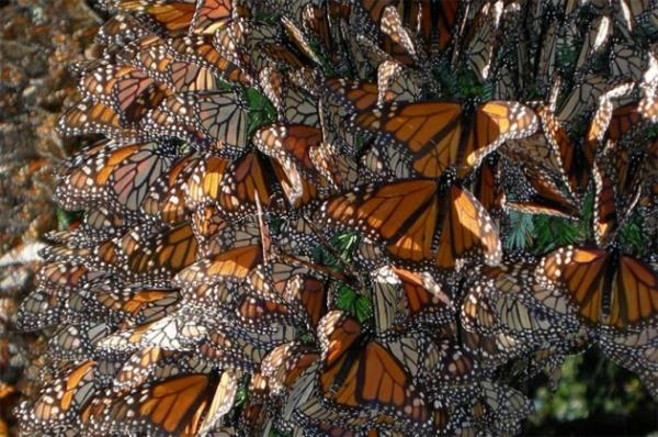 Yetikinlerin yeni jenerasyonlar de ten fazla jenerasyonun doduu kuzeye Kanada'ya doru umaya devam ediyor. Yaz yaklamaya balaynca yllk g dngs tekrar balyor ve yetikin kelebekler gneye doru yneliyor.