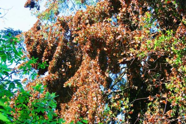 Bir gramdan daha hafif olan bu narin kelebeklerin her biri artc bir yolculua dayanabiliyor.