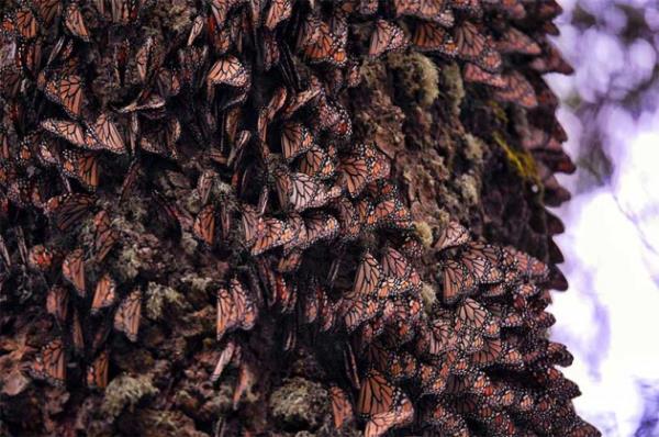 lkbahar gelip havalar snmaya baladnda yeterli olgunlua ulayorlar ve hayatta kalanlar yumurtalarn ve zarlarn braktklar Amerikan Krfezi'nin kysndaki eyaletlere yeniden g ediyorlar.