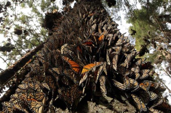 Kral kelebekleri k Meksika'da geirmek iin Kanada'dan Amerika'ya 3 bin 500 kilometrelik mesafeyi g ederek geliyorlar.