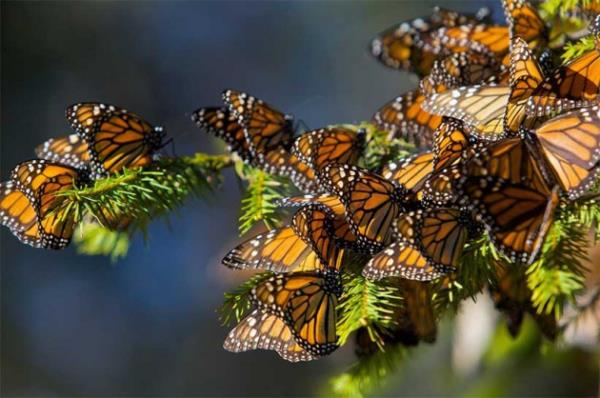 Ancak oyamel am aalarnn yok olmas nedeniyle, bilimadamlar bunun mikroiklimi deitirmesinden ve scaa duyarl trlerin yaamn tehdit etmesinden endieli.