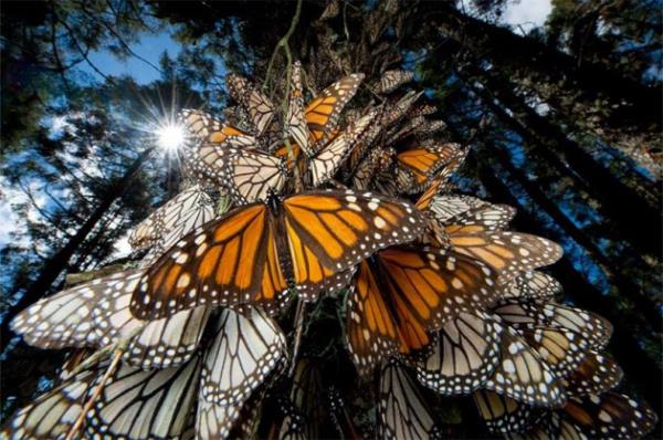 Uzun mesafeleri g ederek giden bu kelebekler sanki ormanda aalarn zerini epeevre saran battaniyeyi andryor.