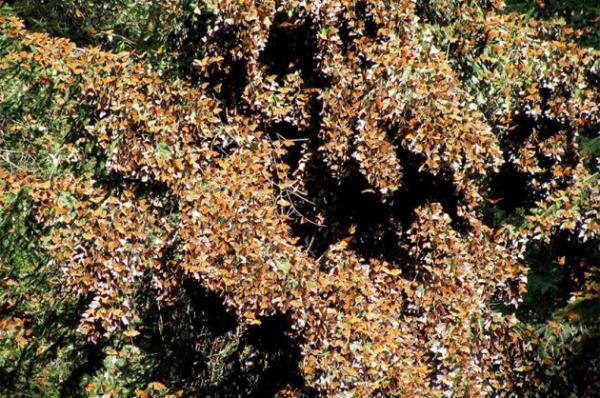 Meksika'nn dalk kesiminin ykseklerinde, yzbinlerce Kral Kelebei aromatik am aalarna skca sarlyor. Bu aalar bcekleri souktan ve slak Kuzey Amerika kndan koruyor.