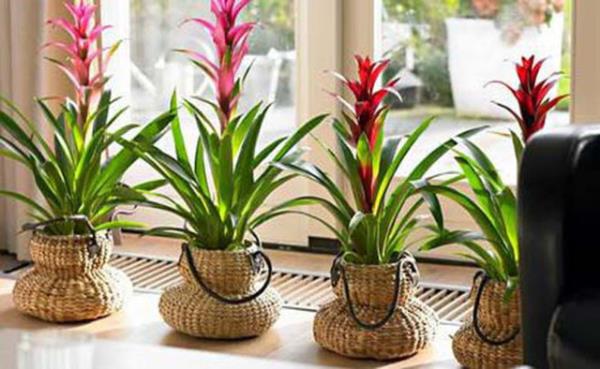 <b>19. BTKLERNZLE MEKANA HAYAT VERN:</b> Bitkiler bulunduklar mekana ok ey katarlar!