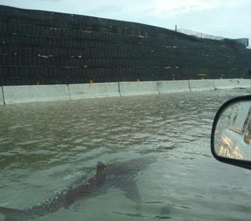 nternet zerinde elden ele dolaan bir ok fotorafn gereklii tartma konusu oluyor.  New Jersey'in Brigantine yerlekesinde ekilen bir fotorafta kpekbalnn bir evin nnde yzd grld. Sularn karaya yrmesi ile okyanustan geldii tahmin edilen kpekbalnn fotoraf twitter'da Sandy kasrgasna ait en fazla paylalan dosya oldu.     Ancak bu fotoraf bir kasrgaya ait olmakla birlikte bu fotoraf 2011'deki Irene Kasrgas'nda ekilmiti.