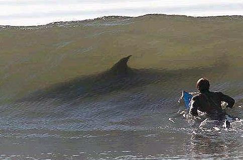 "Bir srfnn son fotoraflar": SAHTE. Fotoraftaki kpekbal deil, sadece bir yunus...