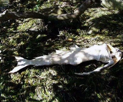 Bir "deniz kz"nn cesedi sahile vurdu: SAHTE