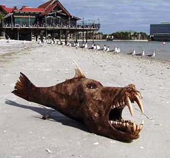 Aslnda bir maket olan bu balk, daha sonra Ebay'de satld.