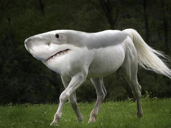 Hayvanlar hi tartmasz olduklar gibi gzeller... Peki ya iin iine Photoshop girerse?