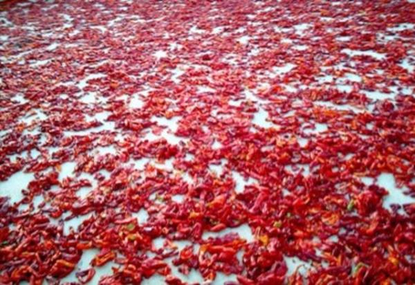 Kurutma, konserve yapma, soutma, dondurma, mayalama, pastrizasyon