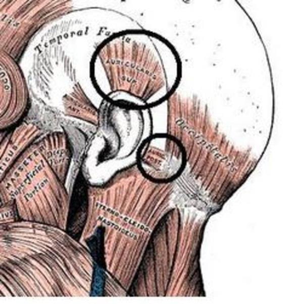 <br><b>Ekstra Kulak Kaslar </b></br>  Ekstra kulak kaslar (Auriculares muscles) hayvanlar tarafndan iitme duyularn zel seslere odaklamak zere kulaklarn dndrmek ve kontrol etmek (kafalarndan bamsz olarak) iin kullanlr.