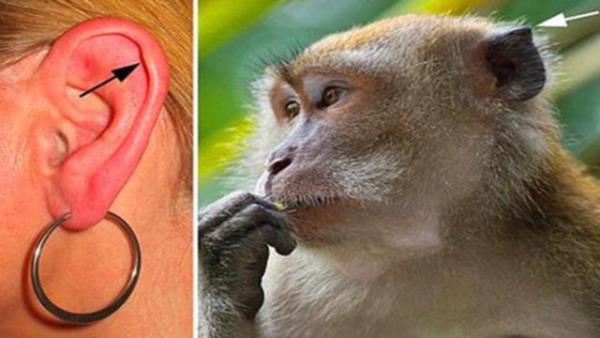 <br><b>Darwin'in Noktas </b></br>  Darwin'in noktas memelilerin ounda bulunmaktadr ve insanlar da bunun dnda deildir. Hayvanlarda byk ihtimalle seslere odaklanmak iin kullanlmaktadr ancak insanlarda artk herhangi bir fonksiyonu yoktur.