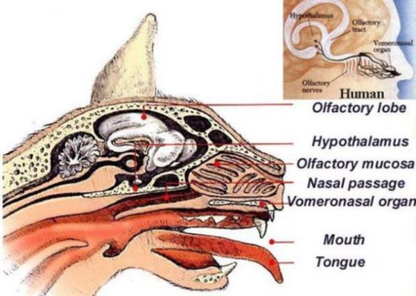 <br><b>Jacobson organ </b></br>  Jacobson organ hayvan anatomisinin enteresan bir parasdr .