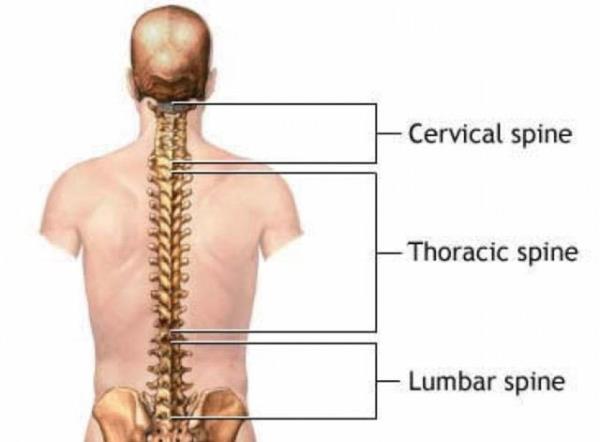 u anda eitli kaslar iin destek yaps ve oturup arkaya doru yaslanan bir kii iin destek ilevi vardr.