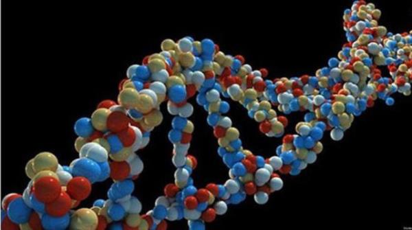 <br><b>Hurda DNA </b></br>  nsann genetik modelinde, bir zamanlar C vitaminini ilemeye yarayan enzimlerin retilmesinde kullanlan yaplar (L - gulonolactone oxidase) mevcuttur.