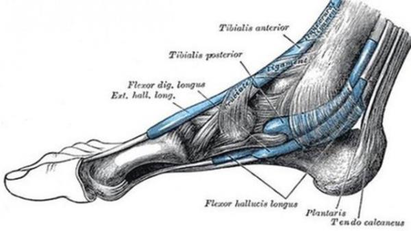 <br><b>Plantaris kas </b></br>  Plantaris kas hayvanlar tarafndan, nesneleri ayaklar ile tutmak ve kontrol etmek iin kullanlr (maymunlar ayaklarn elleri kadar iyi bir ekilde kullanabilir).