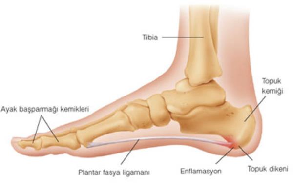 Bu kas insan vcudu iin ylesine nemsizdir ki insanlarn %9'u bu kasa sahip olmadan doarlar.