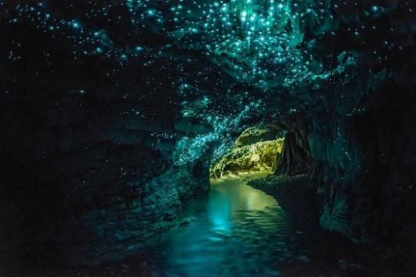 Glowworm Maaras, Waitomo, Yeni Zelanda