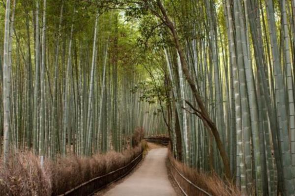 Bamboo orman, Arashiyama, Kyoto, Japonya