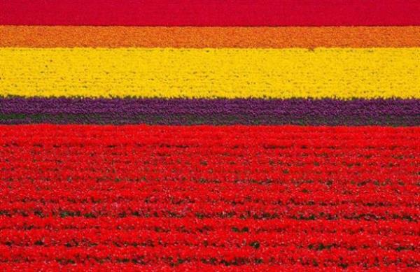 Lale Baheleri , Hollanda