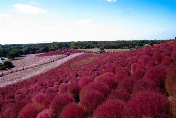 Hitachi Seaside Park ,Hitachinaka, Ibaraki, Japonya