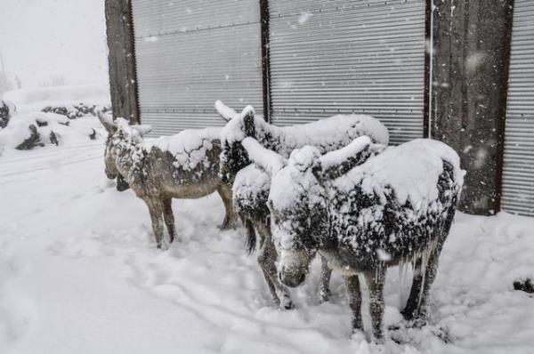 Siverek'in Karacada blgesindeki krk Mahallesi'nde ak alanda bulunan babo eeklerin kar ve buz tabakasyla kapland grld.