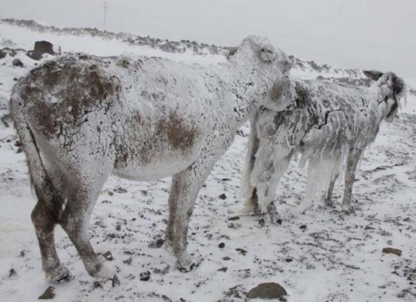 Yine anlurfa'nn Siverek ilesinin Karacada blgesinde eekler daha nce de buz tutmutu.