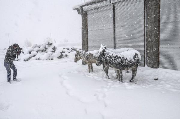 Trkiye'yi etkisi altna alan kar ya ve dondurucu souklar, anlurfa ve baz ilelerinde etkili olurken, bundan baz hayvanlar da olumsuz etkilendi.