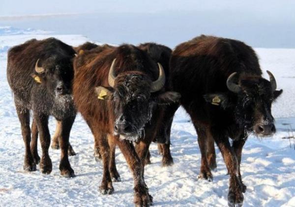 Daha nce de Van'da mandalar buz tutmutu.