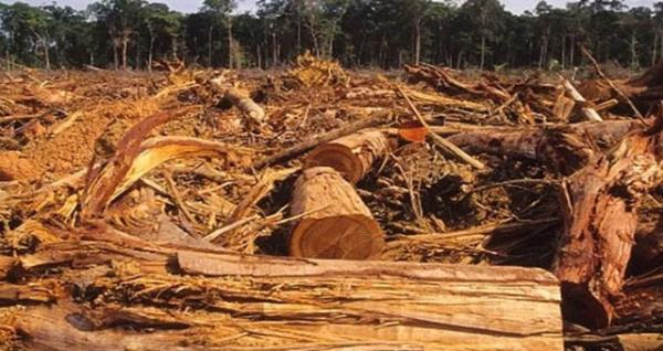 Ya�mur ormanlar�nda 2,040 a�a� kesiliyor