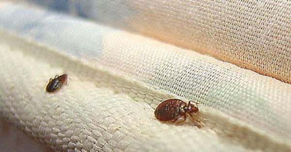 Geceleri siz uyurken, yatak b�cekleri a�a�� yukar� 1 metre yak�n�n�zda yava� yava� hareket ediyor