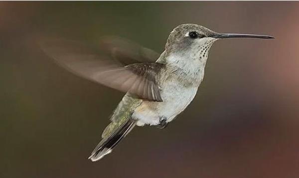 Bir sinek ku�u 4,000 kez kanat ��rp�yor