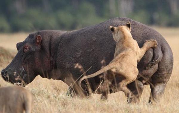 A aslan grubu bataklkta bulunan bir su aygrna saldrnca ortaya bu grntler kt...