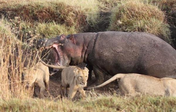 Kenya'nn Masai Mara National Parknda 4 aslana kar su aygrnn verdii mcadele kameralar tarafndan ite byle grntlendi...