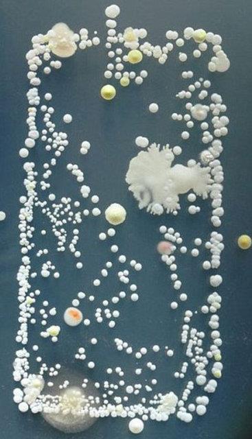 Sanat almas gibi grnen bu fotograf aslnda bir bakteriye ait.