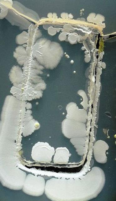 Bilim insanlarnn "akll telefon bakterileri" olarak adlandrd bu canllar, bizimle srekli i ie olduunu bildirdi.